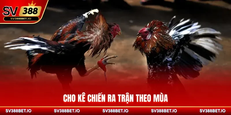 Cho kê chiến ra trận theo mùa