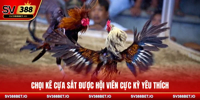 Chọi kê cựa sắt được hội viên cực kỳ yêu thích