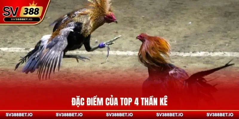 Đặc điểm của top 4 thần kê