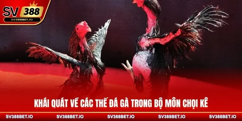 Khái quát về các thế đá gà trong bộ môn chọi kê