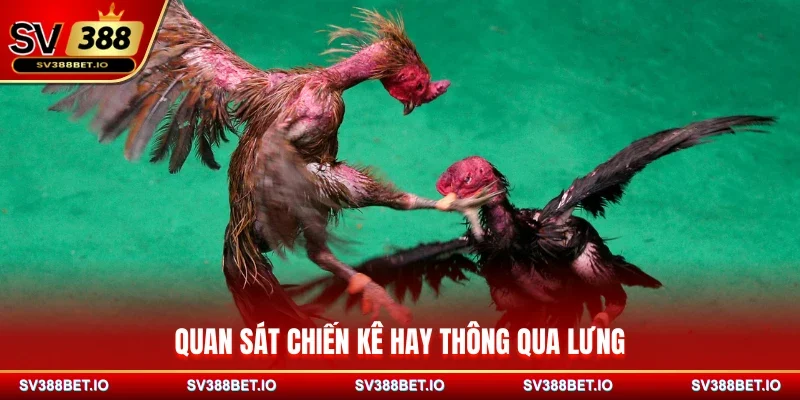 Quan sát chiến kê hay thông qua lưng