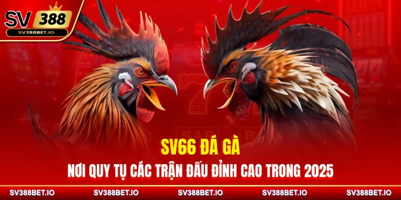 SV66 Đá Gà - Nơi Quy Tụ Các Trận Đấu Đỉnh Cao Trong 2025