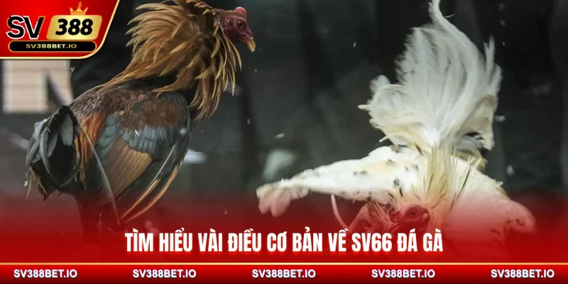 Tìm hiểu vài điều cơ bản về SV66 đá gà