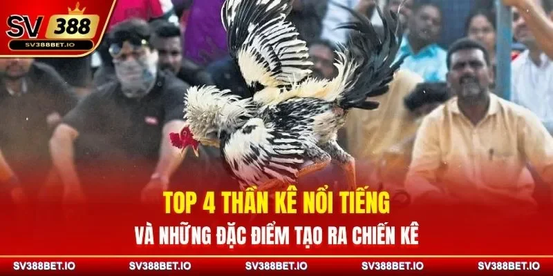Top 4 Thần Kê Nổi Tiếng Và Những Đặc Điểm Tạo Ra Chiến Kê